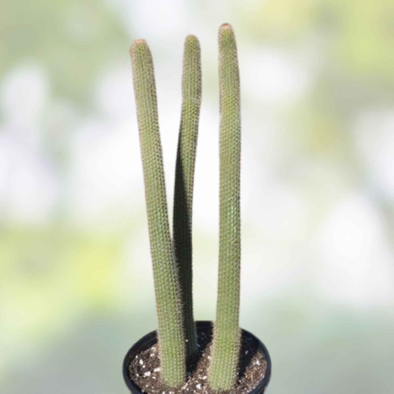 Snake Cactus Tip Cut 12" – Peniocereus serpentinus Nyctocereus serpentinus Desert Succulent for Propagation, Easy to Grow