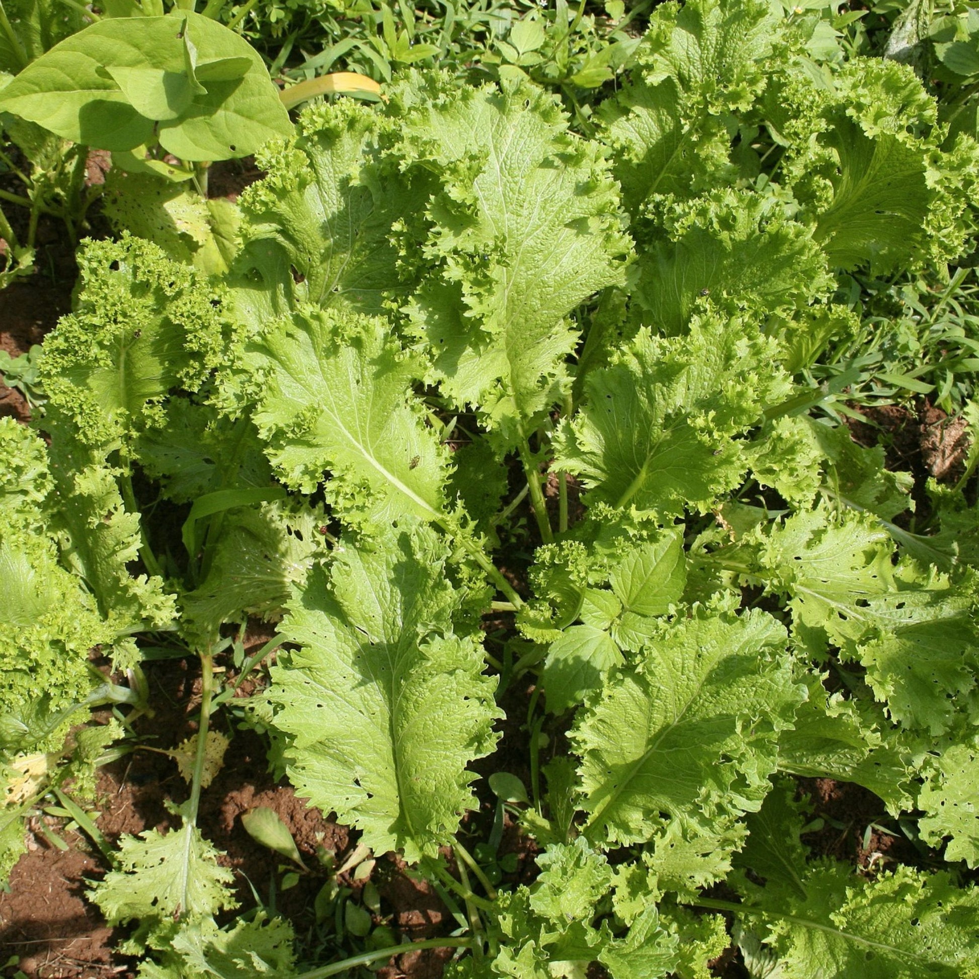 Mustard Green Seeds Southern Giant Non-GMO Brassica juncea Vegetable Seeds 500 Pack Live Plant Cutting Bare Root Starter Plant