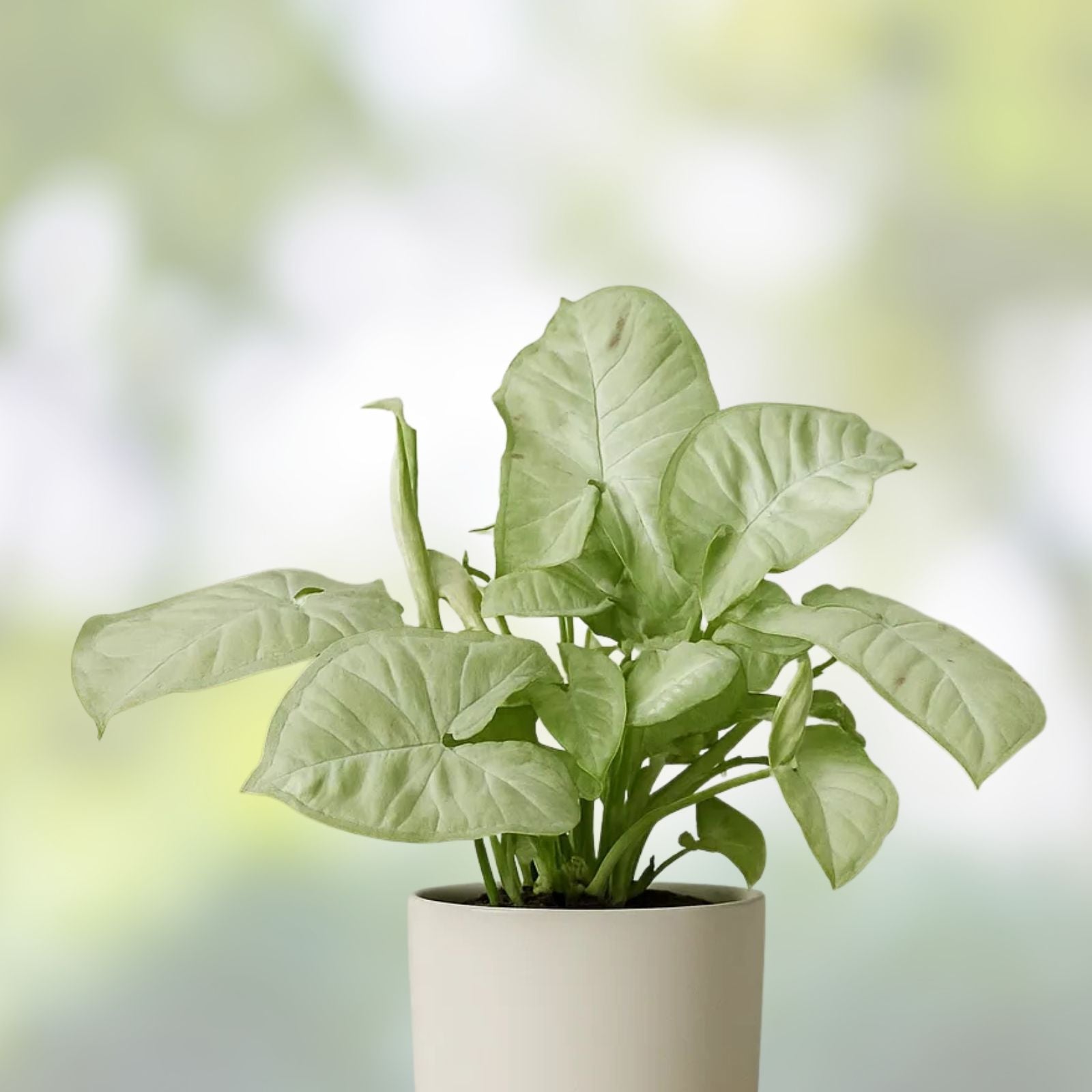 Syngonium Milk Confetti Cuttings, Indoor Houseplant, Live Plant Starter, Houseplant, Green Plant, Plant Cutting