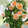Bathsheba Rose Cuttings David Austin Live Rose Plant 5-8" Unrooted Gardening Starter Plant