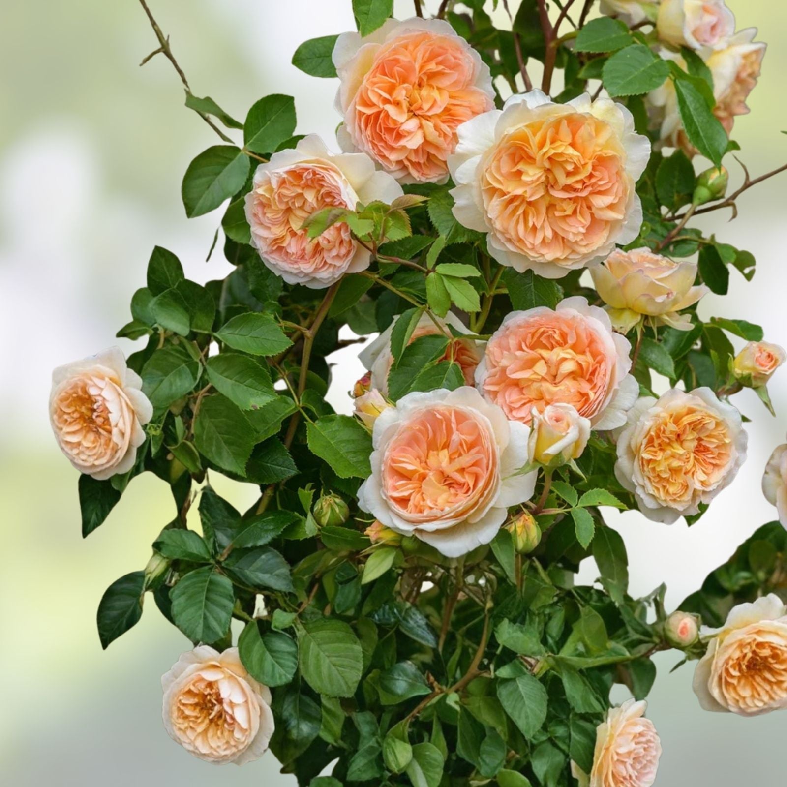 Bathsheba Rose Cuttings David Austin Live Rose Plant 5-8" Unrooted Gardening Starter Plant
