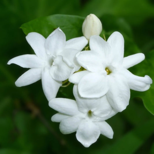 Jasminum Sambac Jasmine Cuttings - Fresh Unrooted Starter Plant for Garden and Indoor Growth