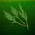 Leyland Cypress Cuttings - 15 Fresh Rooting Clippings - Cupressocyparis leylandii Evergreen Privacy Hedge Plant Propagation