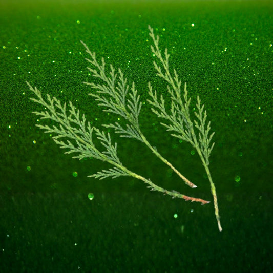 Leyland Cypress Cuttings - 15 Fresh Rooting Clippings - Cupressocyparis leylandii Evergreen Privacy Hedge Plant Propagation