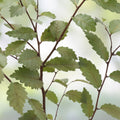 Organic Elm Tree Cuttings 6" Long 4 Pack Ulmus Americana Non-Rooted Live Plant Grown in USA