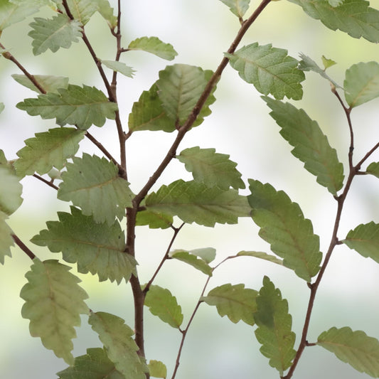 Organic Elm Tree Cuttings 6" Long 4 Pack Ulmus Americana Non-Rooted Live Plant Grown in USA