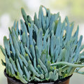 Blue Chalk Sticks Plant Cutting - Senecio mandraliscae - Rare Succulent, Easy Care, Live Plant, Healthy, In Stock