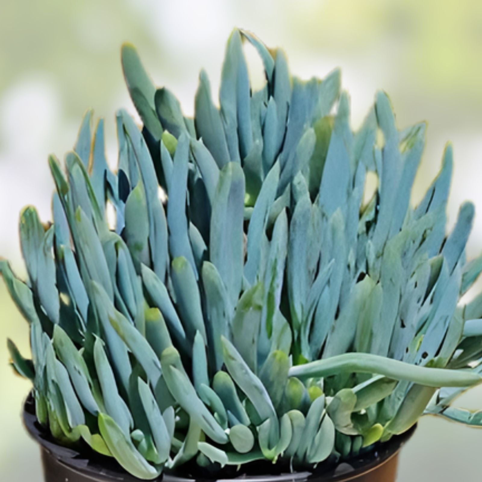 Blue Chalk Sticks Plant Cutting - Senecio mandraliscae - Rare Succulent, Easy Care, Live Plant, Healthy, In Stock