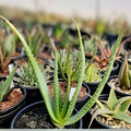 Aloe 'Tangerine' Cuttings, Succulent Plant, Indoor Houseplant, Aloe Vera Propagation, Easy Care Live Plant, 1g Pot