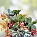 Colorful Succulent Cuttings Set Assorted Varieties Live Plants DIY Plant Projects Houseplants