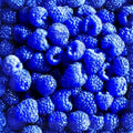 Blue Raspberry Bush Seeds – Edible Berry Fruits – Rubus idaeus – Live Plant, Starter Plant, Bare Root, Houseplant, USA Seller