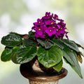 African Violet Leaf Cutting Lightspeed Variety Saintpaulia ionantha for Propagation Live Plant Houseplant