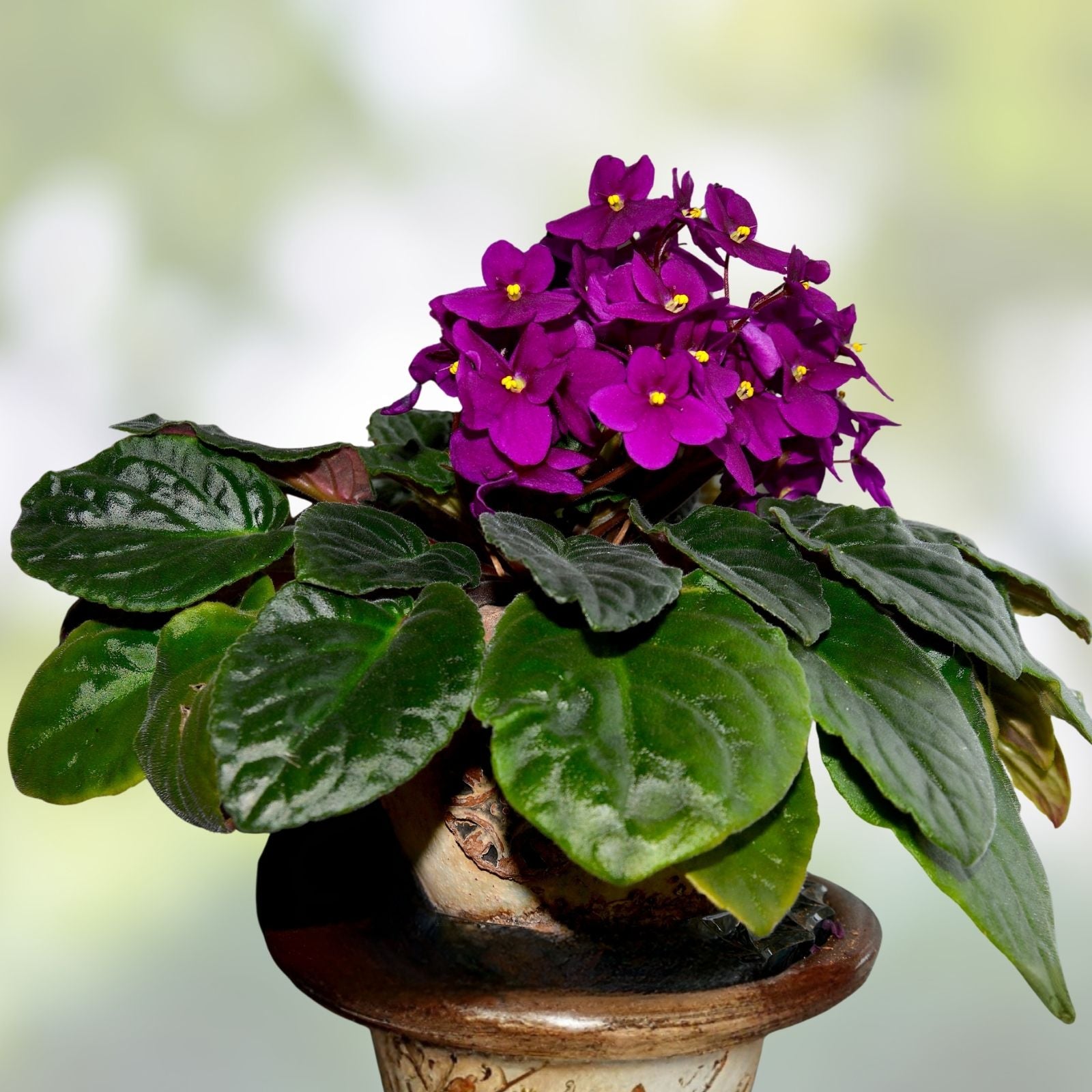 African Violet Leaf Cutting Lightspeed Variety Saintpaulia ionantha for Propagation Live Plant Houseplant