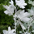 White Poplar Seeds for Planting – 30 Seeds – Fast Growing White Leaf Tree – Populus alba