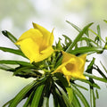 Perennial Wildflower Seeds Mix – Easy to Grow Native Wildflowers for Gardens, Colorful, Fast Shipping
