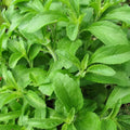 Japanese Silverleaf Chestnut Tree Seeds - Castanea crenata - High Germination Rate - Fast Growing - Prolific Yielder