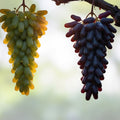 Ladyfinger Seedless Grape Vine Cuttings Vitis vinifera Live Plant Grafting Rooting Propagation