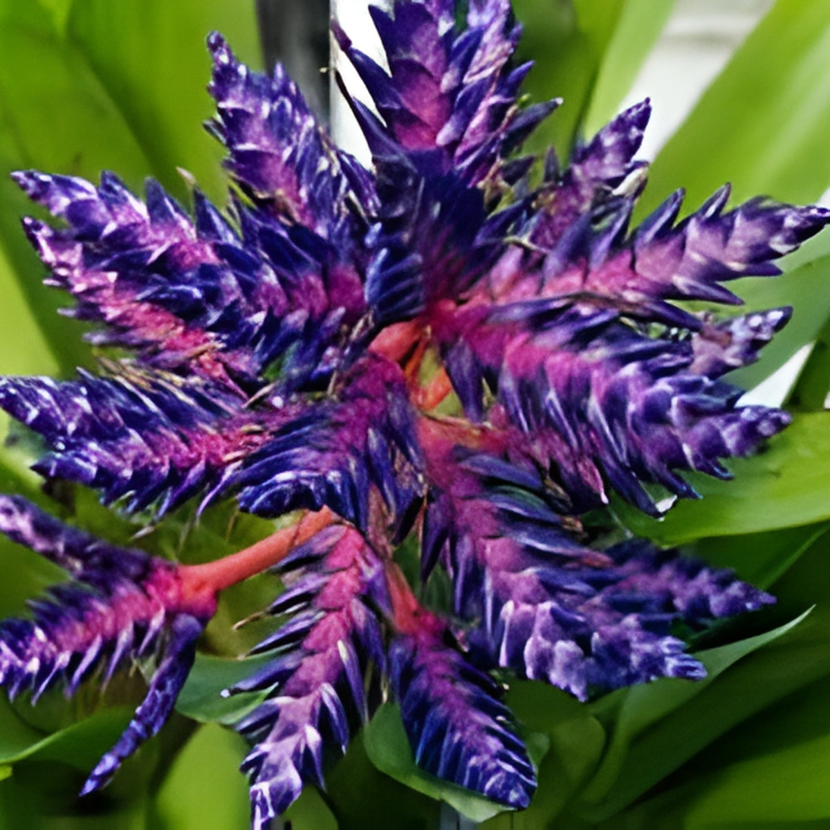 Bromeliad Plant 8" Pot Aechmea Blue Tango Unique Green Foliage Cobalt Blue Hot Pink Bloom Indoor Plant Decor