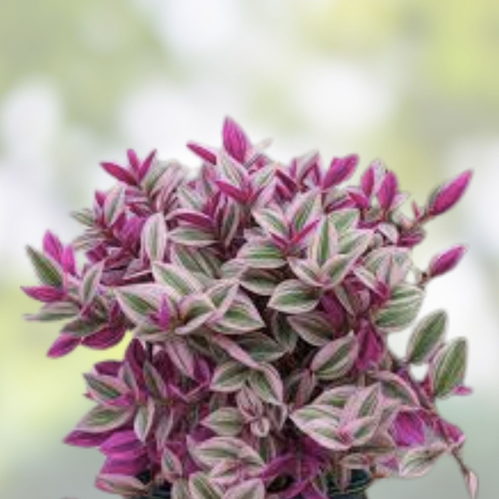 Tradescantia Pink Lady Cuttings 10 Rooted Houseplant Live Plant Easy Care Indoor Office Plant