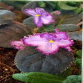 African Violet Leaf Cutting Ian Minuet Variety Light Pink Double Blooms Houseplant Gift