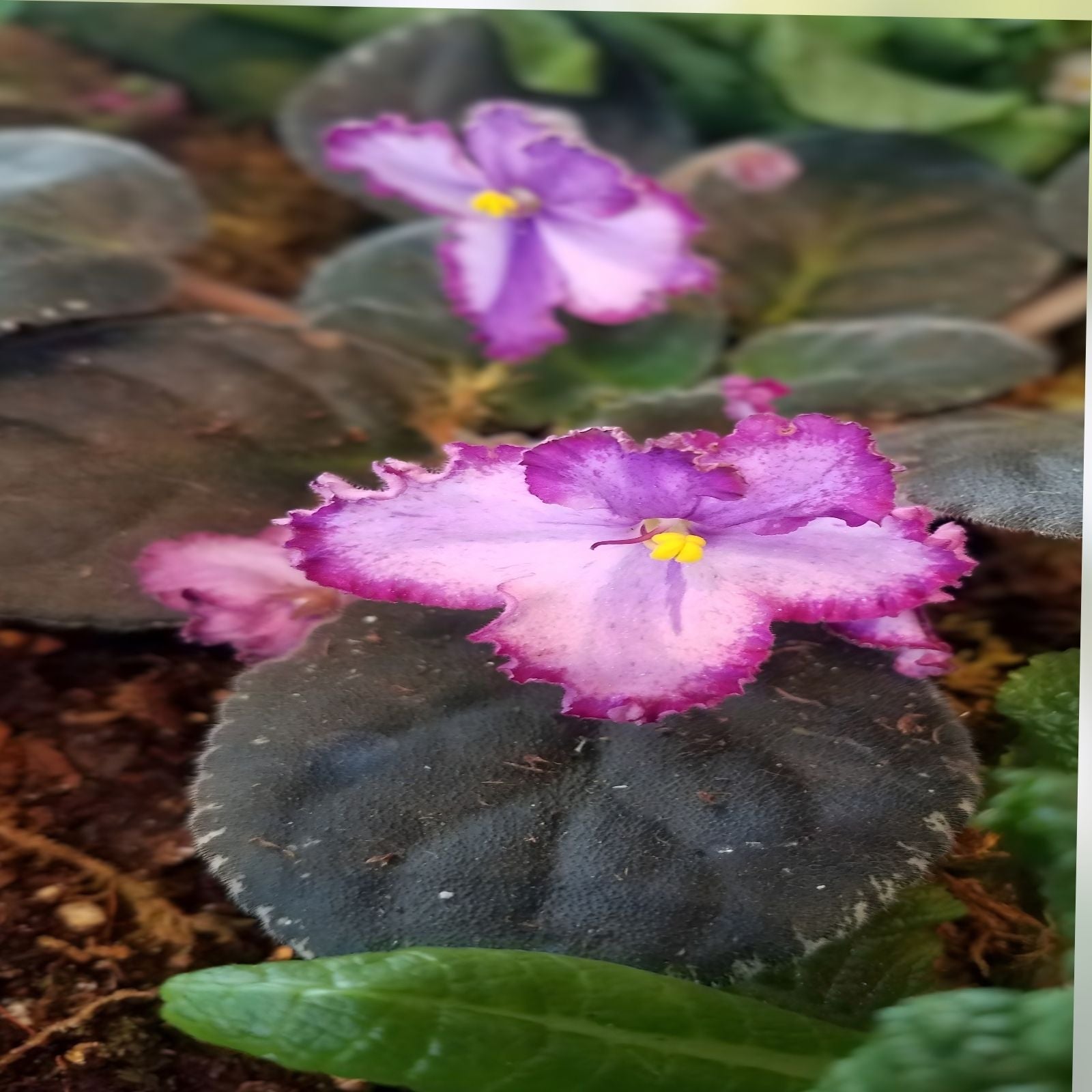 African Violet Leaf Cutting Ian Minuet Variety Light Pink Double Blooms Houseplant Gift