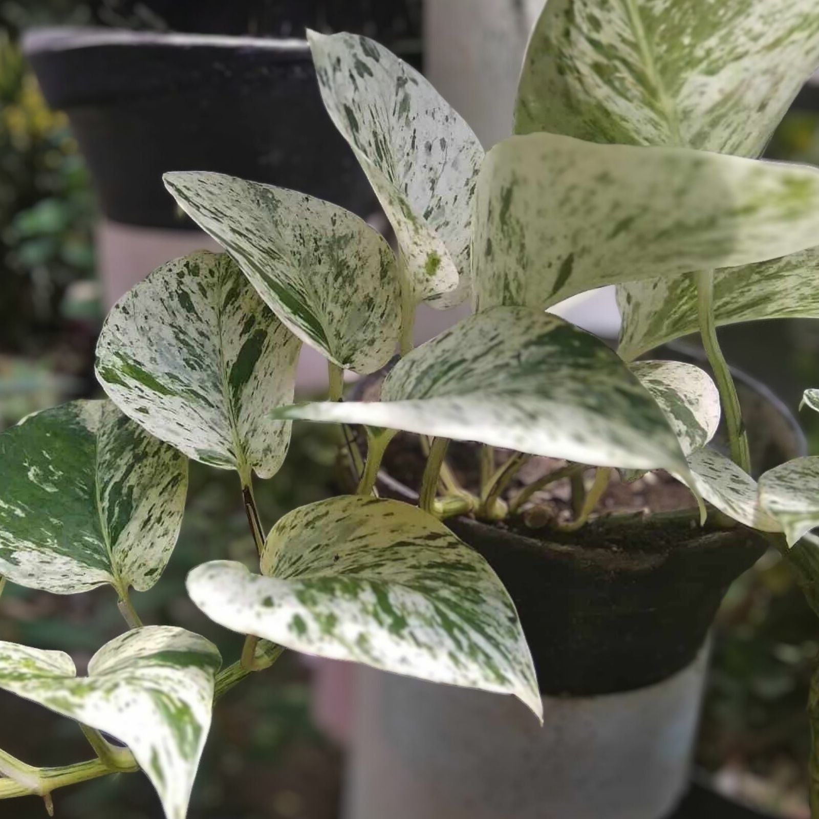 Snow Marble Queen Pothos Cuttings, Epipremnum aureum, Indoor Live Plant, Starter, No Roots