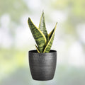 Fernwood Snake Plant Cuttings – Sansevieria Trifasciata – Live Unrooted Clippings – Indoor Houseplant – Easy Care, Low Light