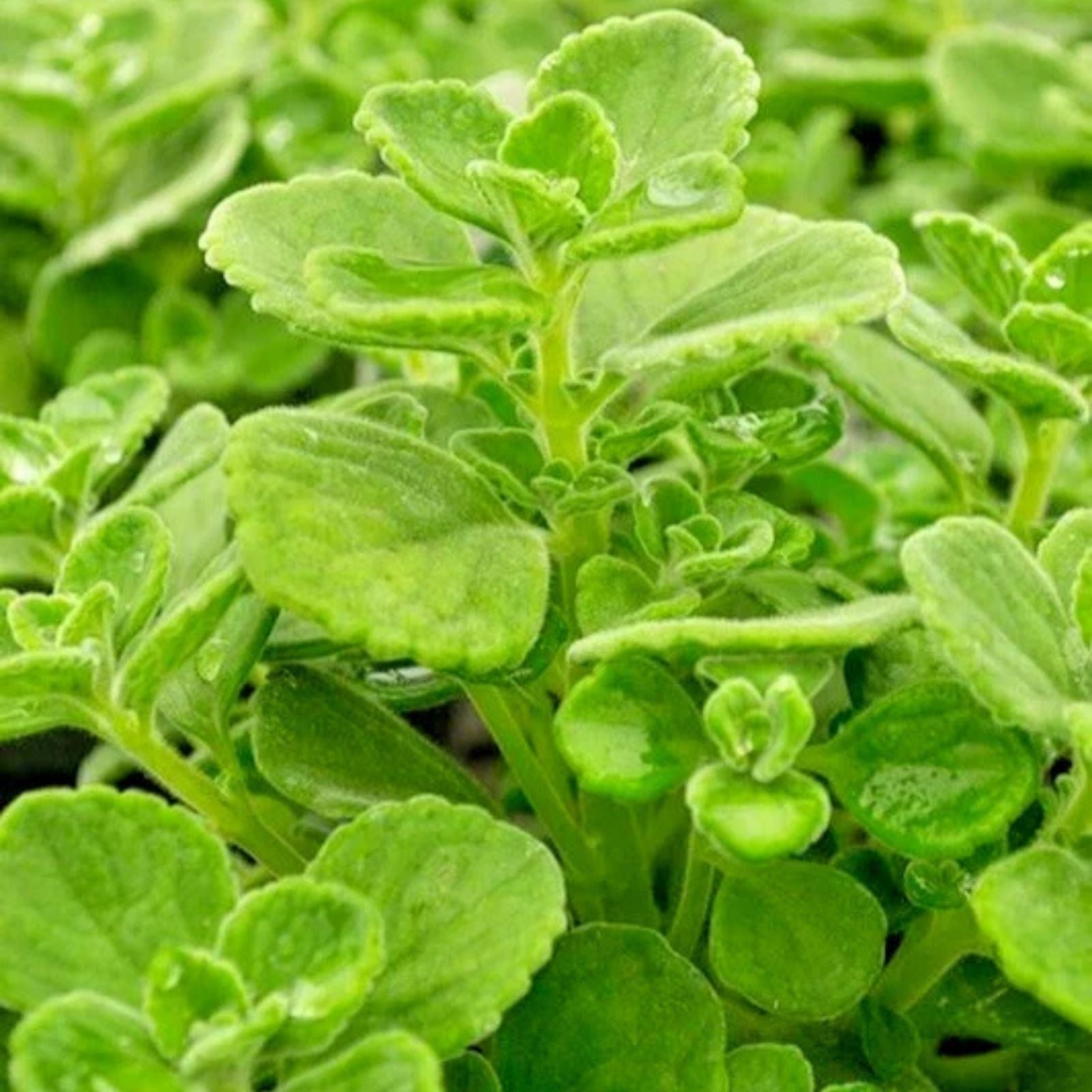 Variegated Plectranthus Coleoides Swedish Ivy Succulent Cuttings 4" Live Plants, Houseplant, Indoor Garden, Starter Plants