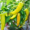 Sweet Hungarian Yellow Wax Pepper Seeds – Heirloom Non-GMO Capsicum annuum, 20+ starter plants for garden, cooking, and fresh eating