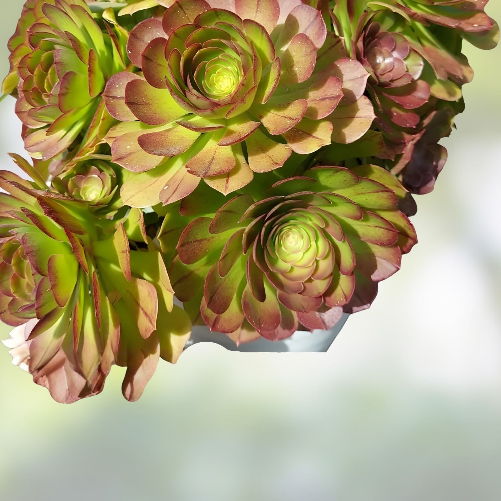 Aeonium Halloween Cuttings Olive Green Mahogany Variegation Madeira Rose Succulent Plant Houseplant Live Starter