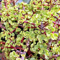 Rainbow Variegated Elephant Bush Cuttings - Portulacaria afra Dwarf Jade Succulent - 2 Healthy Easy-to-Grow Plants