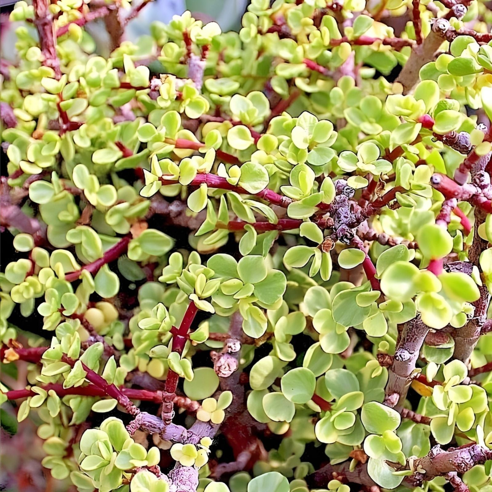 Rainbow Variegated Elephant Bush Cuttings - Portulacaria afra Dwarf Jade Succulent - 2 Healthy Easy-to-Grow Plants