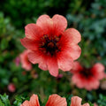 Potentilla Seeds 1000 Pack Deep Pink Flowering Shrubs Potentilla fruticosa Melton Fire Live Plant Cutting