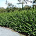 Privet Hedge Live Plant 5-Pack – Ligustrum for Privacy Screen, Evergreen Shrubs, Landscaping, Fast-Growing Garden Plant