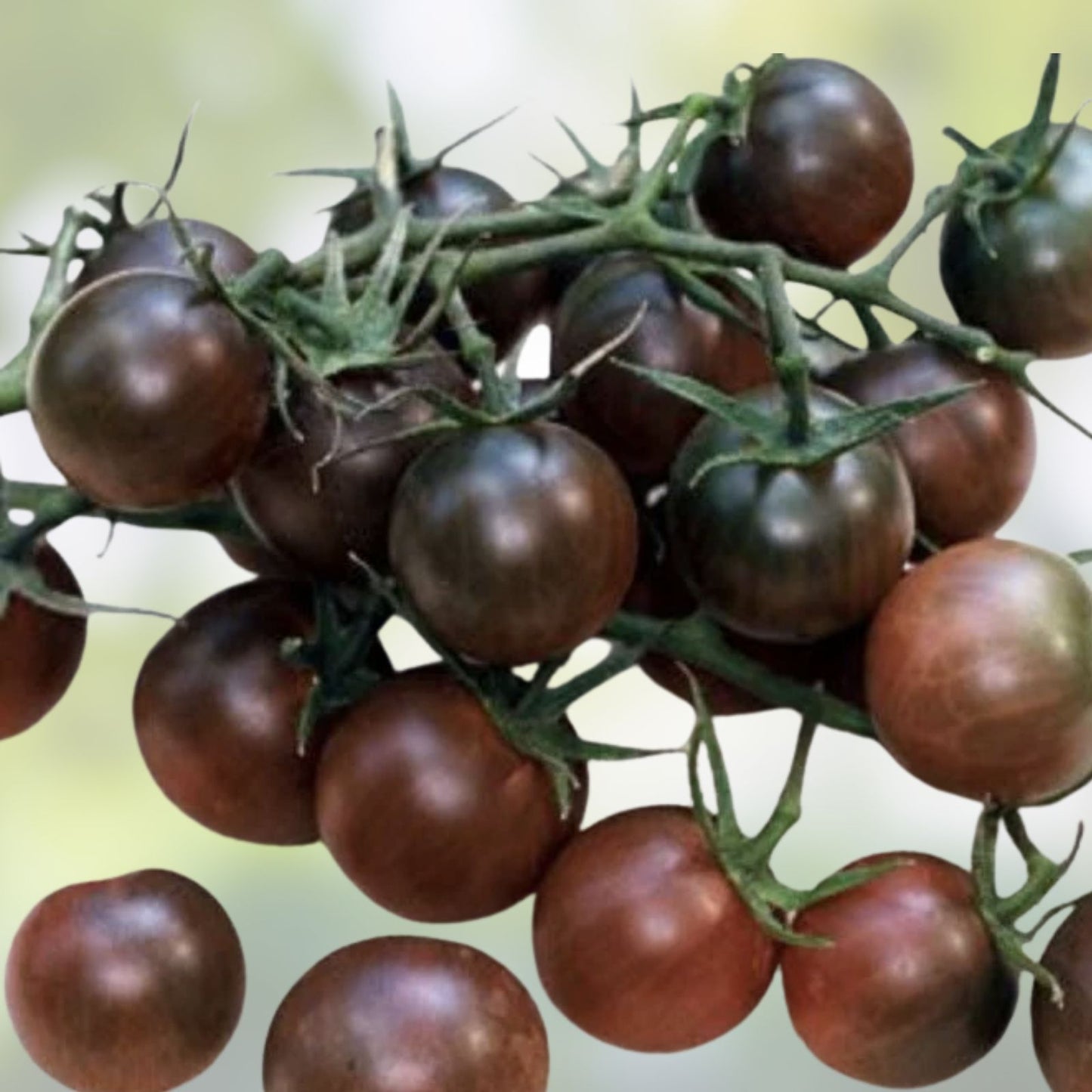 Black Pearl Cherry Tomato Seeds Organic, Sweet & Delicious, Live Starter Plant, Solanum lycopersicum, Vegetable Seeds