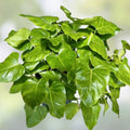 Philodendron Cutting 24” Giant Vine, Philodendron giganteum, Large TIP, Tropical Indoor Houseplant, Easy to Grow