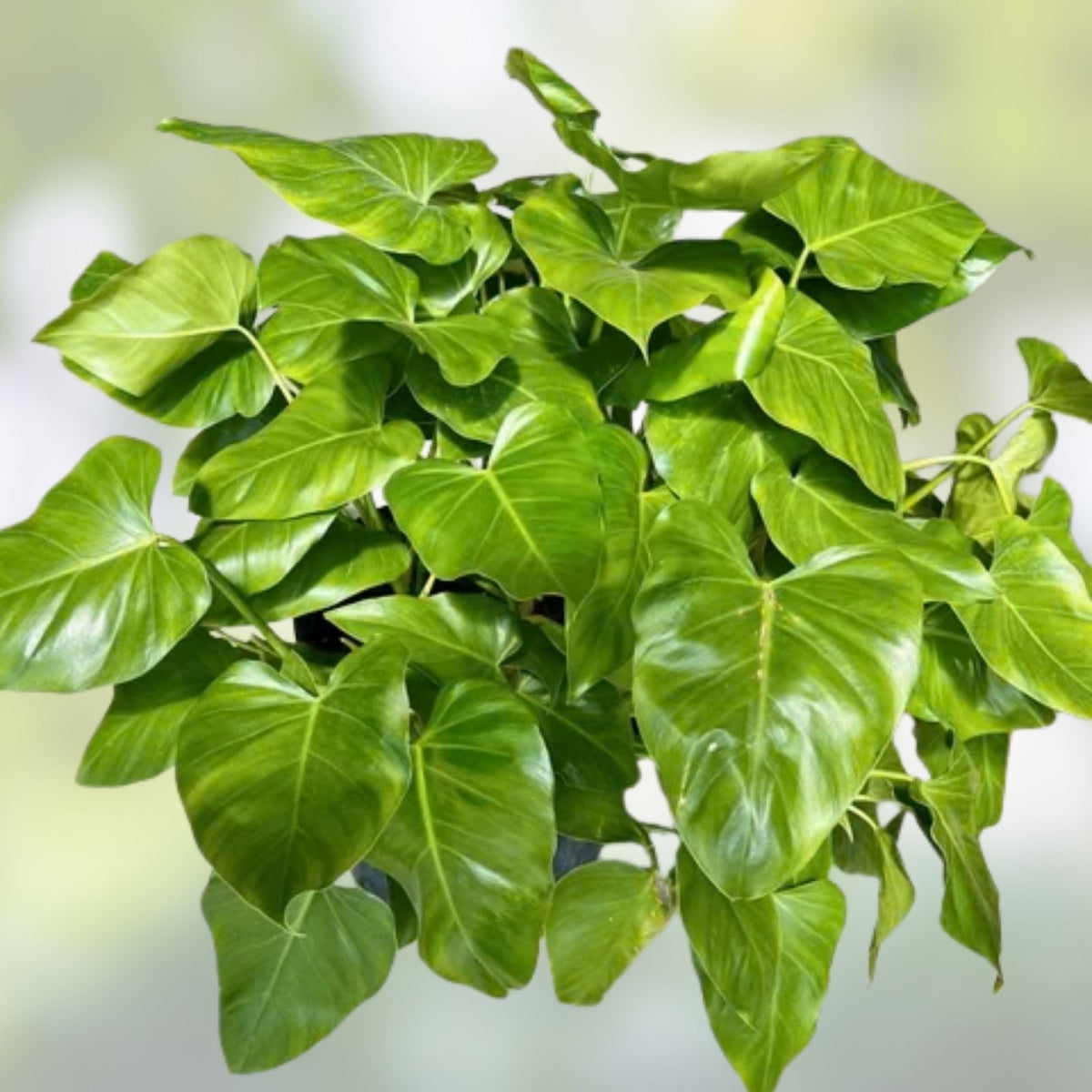 Philodendron Cutting 24” Giant Vine, Philodendron giganteum, Large TIP, Tropical Indoor Houseplant, Easy to Grow