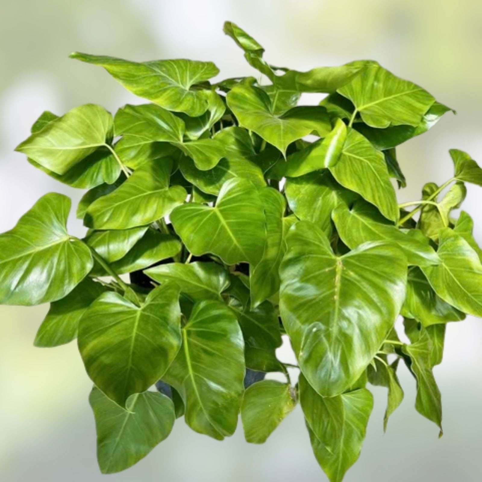 Philodendron Cutting 24” Giant Vine, Philodendron giganteum, Large TIP, Tropical Indoor Houseplant, Easy to Grow