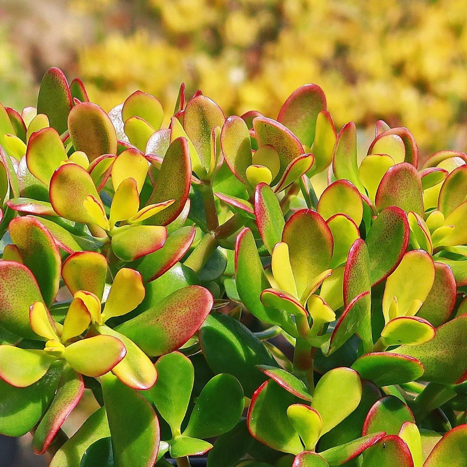 Live Succulent Plant 3.5" Jade Crosby Cutting - Indoor Houseplant - Crassula Ovata Variety - Easy Care, Fast Growing