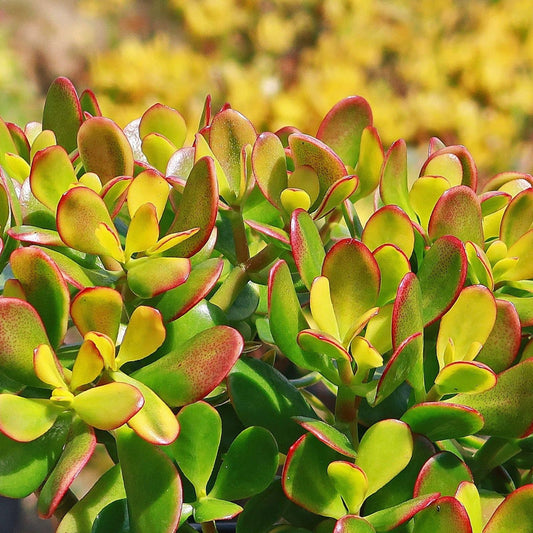 Live Succulent Plant 3.5" Jade Crosby Cutting - Indoor Houseplant - Crassula Ovata Variety - Easy Care, Fast Growing