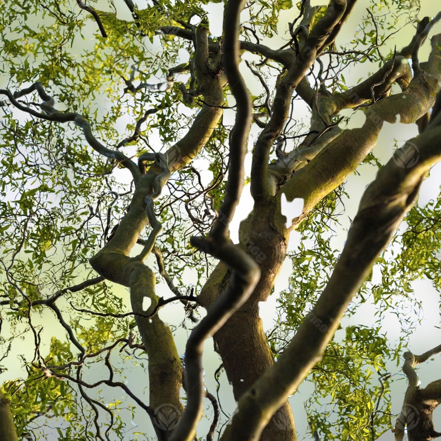 Corkscrew Willow Tree Cuttings 2 Pack Live Branches Salix babylonica 'Tortuosa' Curled Leaves Bare Root Starter Plant