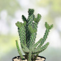 Cylindropuntia molesta Cactus Cuttings Live Succulent Starter Plants Desert Garden Bare Root Cholla 3 Pack