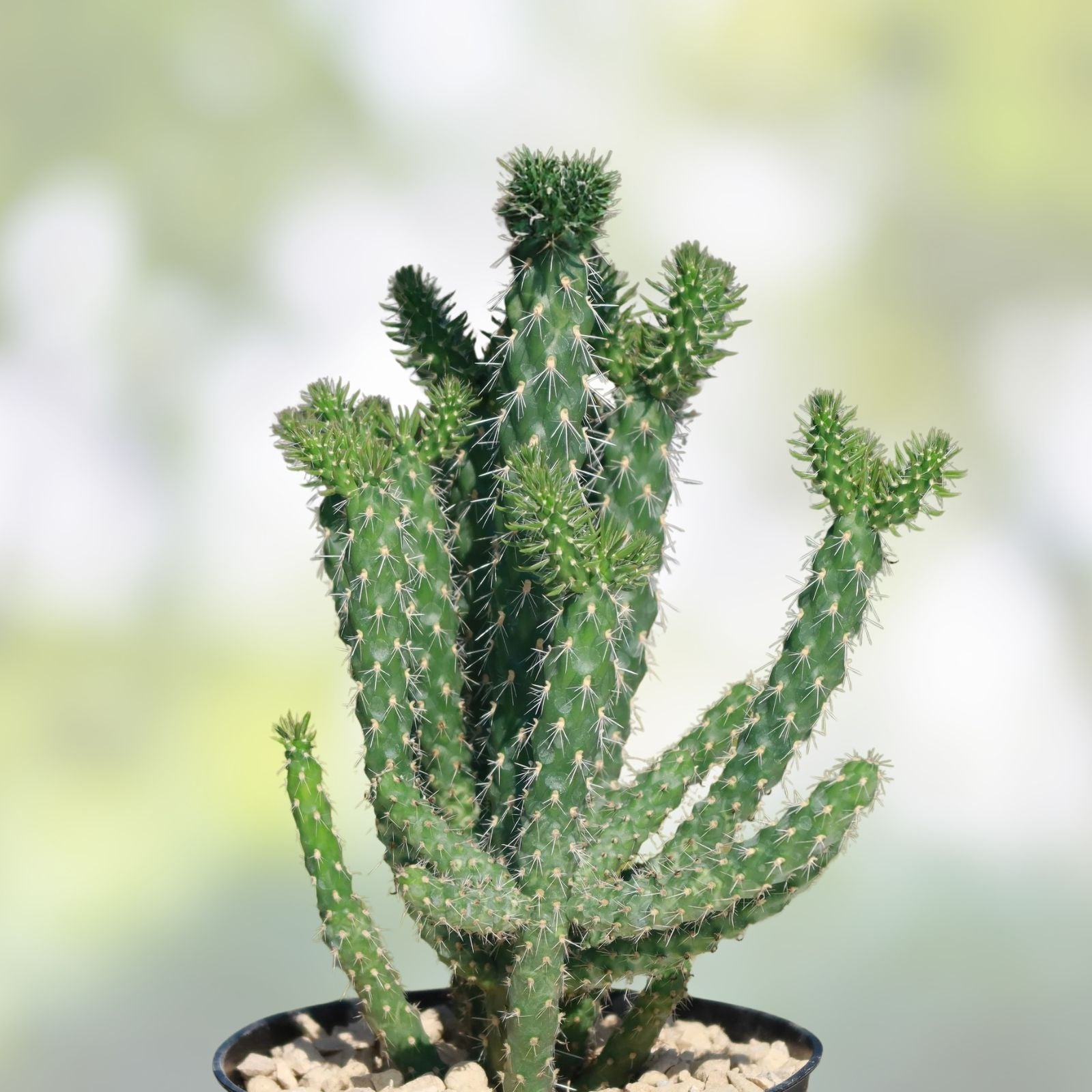 Cylindropuntia molesta Cactus Cuttings Live Succulent Starter Plants Desert Garden Bare Root Cholla 3 Pack