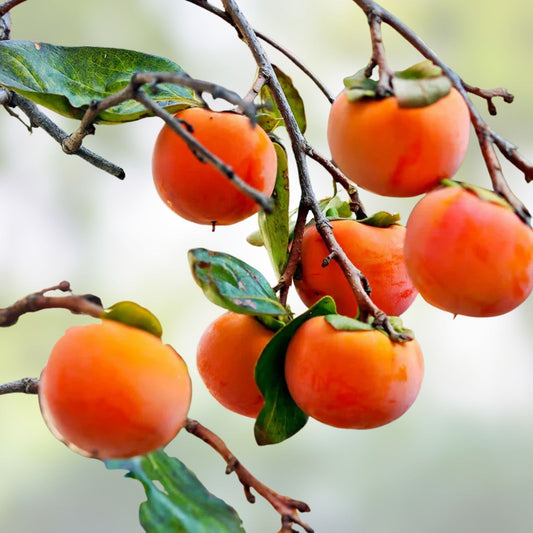 Japanese Fuyu Persimmon Tree Scions 6-8in for Grafting Diospyros kaki Fruit Tree Propagation