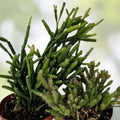 Rhipsalis Prismatica Succulent Cuttings 9 Pack Indoor Houseplant Starter Bare Root Cactus Decor