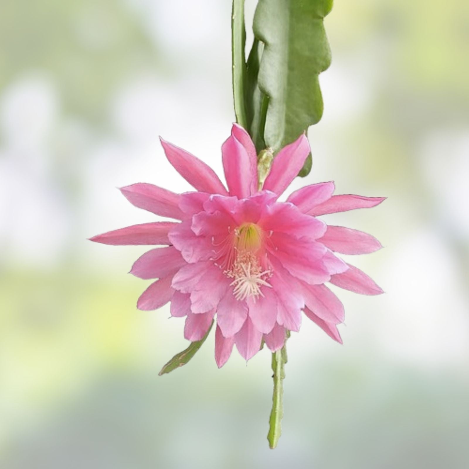 Epiphyllum Cuttings Bertha T Unrooted Live Cactus Succulent Plant 8-10 Inches