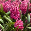 Pink Hyacinth Bulbs 15cm – Hyacinthus orientalis Flower Bulbs for Planting – Live Plant, Starter Bulb, Houseplant, Bare Root, Cuttings