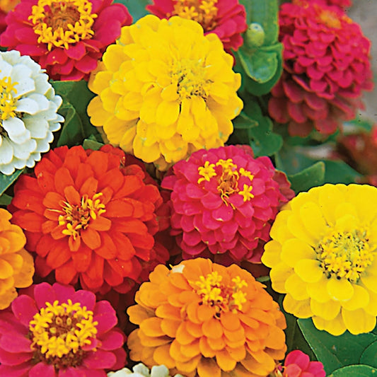 Zinnia Seeds for Planting - Meteor Shower Mix, 100 Seeds, Colorful Annual Flowers, Zinnia elegans