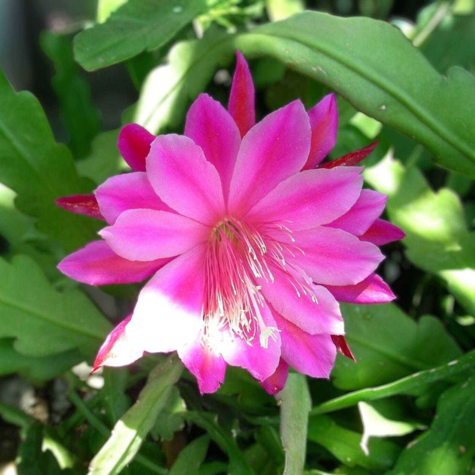 Epiphyllum Cutting Cuzco Orchid Cactus Succulent Plant Don's Single Epiphyllum oxypetalum, Orchid Cactus, Succulent, Houseplant