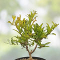 Mame Bonsai Tree 9” Tsukumo Cypress Chamaecyparis Pisifera in Chinese Pot, Miniature Indoor Decorative Plant, Garden Accessory